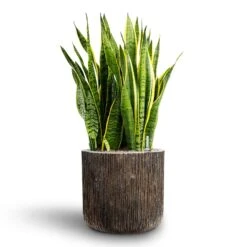 Sansevieria Laurentii - HydroCare -Plants Sale Store Sansevieria Laurentii Hydroculture 28 19 x 80cm Luxe Lite Waterfall Cylinder Planter Bronze 40 x 38cm