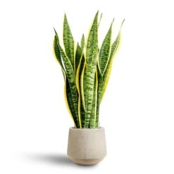 Sansevieria Laurentii - HydroCare -Plants Sale Store Sansevieria Laurentii Hydroculture 28 19 x 80cm Raindrop Tube Round Planter Stone 30 x 26cm
