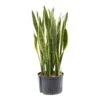 Sansevieria Laurentii - HydroCare 2 Sansevieria Laurentii - HydroCare -Plants Sale Store Sansevieria Laurentii Hydroculture Indoor Plant Large