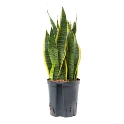 Sansevieria Laurentii - HydroCare -Plants Sale Store Sansevieria Laurentii Hydroculture Indoor Plant Medium