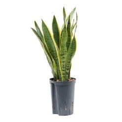 Sansevieria Laurentii - HydroCare -Plants Sale Store Sansevieria Laurentii Hydroculture Indoor Plant Small