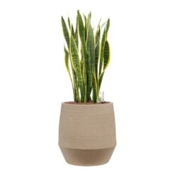 Sansevieria Laurentii - HydroCare -Plants Sale Store Sansevieria Laurentii Hydroculture Humus Plant Pot Concrete