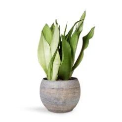 Dex Plant Pot - Earth -Plants Sale Store Sansevieria Trifaciata Moonshine Snake 12x35cm Dex Plant Pot Earth 17x13cm 86748467 1c29 4aa3 9c84 36e8e8940e2a
