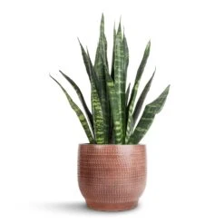 Lykke Plant Pot - Chestnut Blush 17 Lykke Plant Pot - Chestnut Blush -Plants Sale Store Sansevieria Trifasciata Black Coral Snake Plant 14x50cm Lykke Plant Pot Chestnut Blush 18x16cm 7b48cd1e 6cbf 4c29 9e27 e359b288a10e