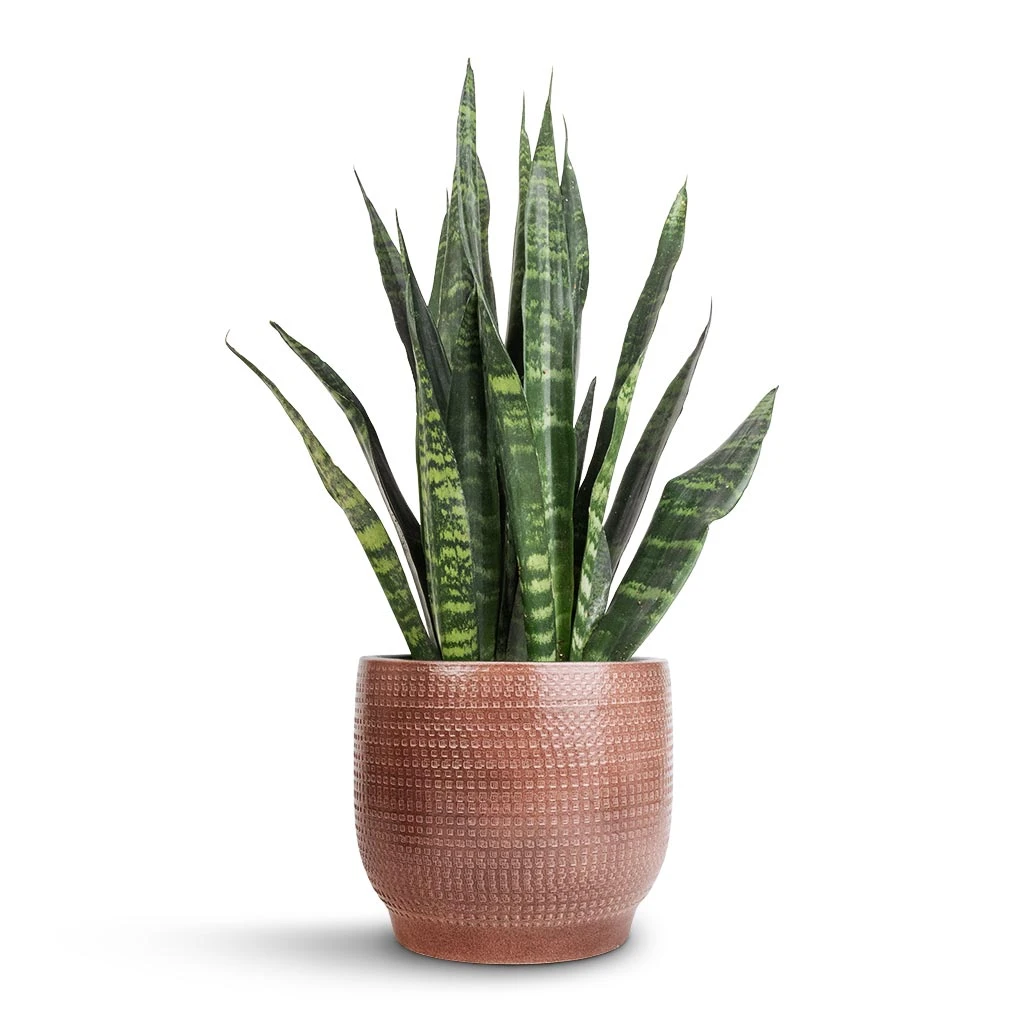 Lykke Plant Pot - Chestnut Blush 9 Lykke Plant Pot - Chestnut Blush - Image 7