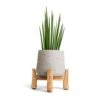 Sansevieria Bacularis Mikado - Snake Plant -Plants Sale Store Sansevieria bacularis Mikado Snake Plant 12x40cm Patt Plant Pot Low Stand Grey Washed 20x21cm 2