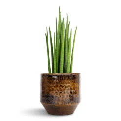 Sansevieria Bacularis Mikado - Snake Plant 12 Sansevieria Bacularis Mikado - Snake Plant -Plants Sale Store Sansevieria bacularis Mikado Snake Plant 12x40cm Sanna Plant Pot Savanna 15x13cm