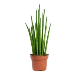 Sansevieria Bacularis Mikado - Snake Plant 11 Sansevieria Bacularis Mikado - Snake Plant -Plants Sale Store Sansevieria bacularis Mikado Snake Plant