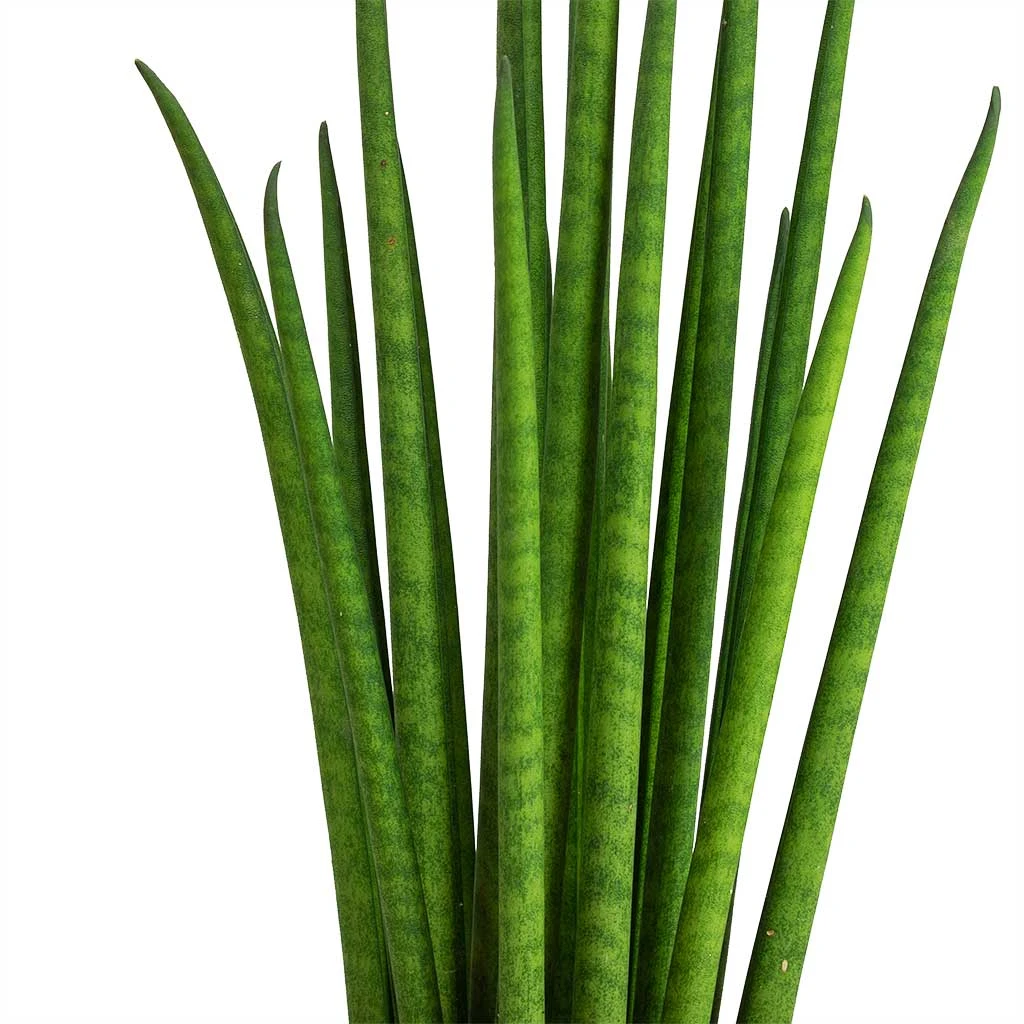 Sansevieria Bacularis Mikado - Snake Plant 4 Sansevieria Bacularis Mikado - Snake Plant - Image 2