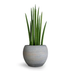 Sansevieria Cylindrica Spikes - Cylindrical Snake Plant -Plants Sale Store Sansevieria cylindrica Spikes Cylindrical Snake Plant 12x40cm Dex Plant Pot Earth 17x13cm