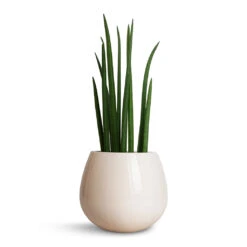 Sansevieria Cylindrica Spikes - Cylindrical Snake Plant -Plants Sale Store Sansevieria cylindrica Spikes Cylindrical Snake Plant 15x50cm Nova Plant Pot Cream 23x18cm 2ea4e4d4 17da 4de6 b591 e3c6d060e427