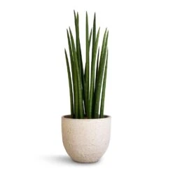 Sansevieria Cylindrica Spikes - Cylindrical Snake Plant -Plants Sale Store Sansevieria cylindrica Spikes Cylindrical Snake Plant 17x60cm Cas Plant Pot Cool Grey 21x19cm