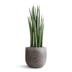 Sansevieria Cylindrica Spikes - Cylindrical Snake Plant -Plants Sale Store Sansevieria cylindrica Spikes Cylindrical Snake Plant 19x70cm Cody Cement Stone Plant Pot Granite Grey 25x24cm