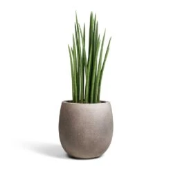 Sansevieria Cylindrica Spikes - Cylindrical Snake Plant -Plants Sale Store Sansevieria cylindrica Spikes Cylindrical Snake Plant 19x70cm Grigio Balloon Plant Pot Natural Concrete 30x30cm 2c36abbd f4b9 4fe3 8831 1b19b151a043