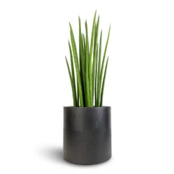 Puk Natural Planter - Matt Black 11 Puk Natural Planter - Matt Black -Plants Sale Store Sansevieria cylindrica Spikes Cylindrical Snake Plant 19x70cm Puk Natural Planter Matt Black 25x25cm
