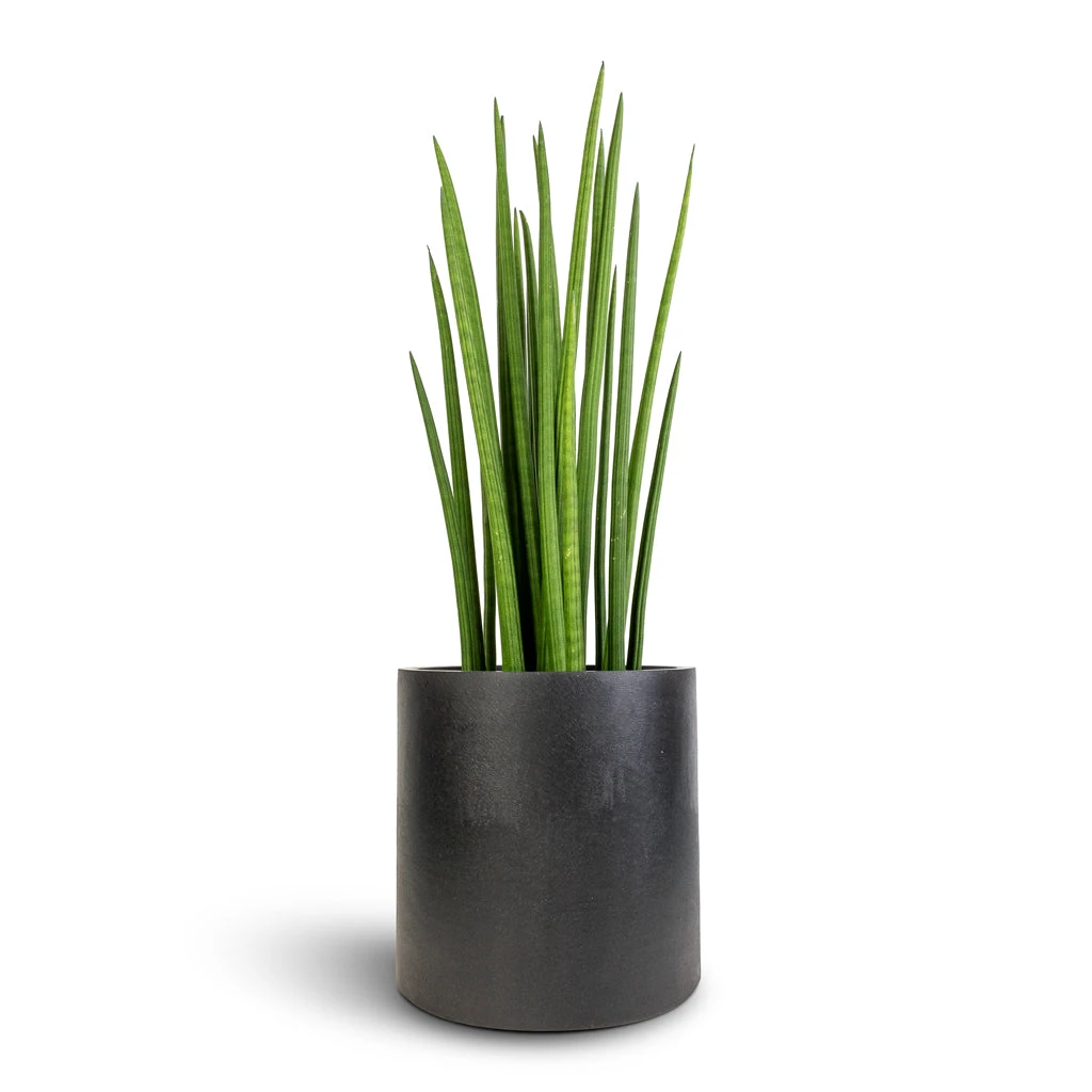 Puk Natural Planter - Matt Black 5 Puk Natural Planter - Matt Black - Image 3