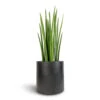 Sansevieria Cylindrica Spikes - Cylindrical Snake Plant -Plants Sale Store Sansevieria cylindrica Spikes Cylindrical Snake Plant 19x70cm Puk Natural Planter Matt Black 25x25cm 4fcea58a bd4b 46a2 bda8 75449b81aef2