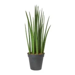 Sansevieria Cylindrica Spikes - Cylindrical Snake Plant -Plants Sale Store Sansevieria cylindrica Spikes Cylindrical Snake Plant