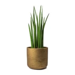 Sansevieria Cylindrica Spikes - Cylindrical Snake Plant -Plants Sale Store Sansevieria cylindrica Spikes Cylindrical Snake Plant Charlie Metallic Copper Plant Pot