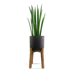 Charlie Plant Pot - Tall Stand - Black Washed -Plants Sale Store Sansevieria cylindrica Spikes Cylindrical Snake Plant Charlie Plant Pot Tall Stand Black Washed