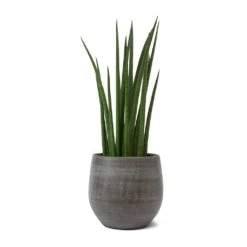 Sansevieria Cylindrica Spikes - Cylindrical Snake Plant -Plants Sale Store Sansevieria cylindrica Spikes Cylindrical Snake Plant Esra Plant Pot Mystic Grey