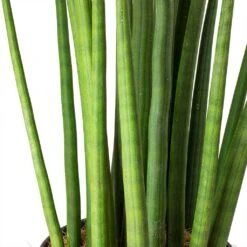 Sansevieria Cylindrica Spikes - HydroCare -Plants Sale Store Sansevieria cylindrica Spikes Cylindrical Snake Plant Stems 9111f7d6 50a3 4562 abd4 937b98b38a1a