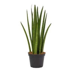 Sansevieria Cylindrica Spikes - Cylindrical Snake Plant -Plants Sale Store Sansevieria cylindrica Spikes Cylindrical Snake Plant ce7747dc 5064 430a af25 b4ce7792473c