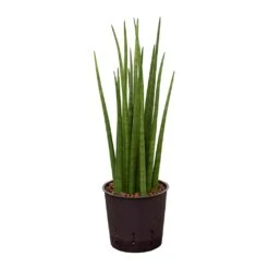 Sansevieria Cylindrica Spikes - HydroCare -Plants Sale Store Sansevieria cylindrica Spikes Hydroculture 13 12x30cm