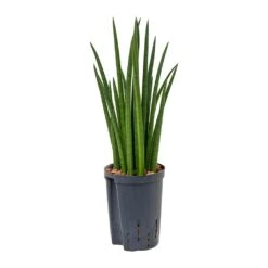 Sansevieria Cylindrica Spikes - HydroCare -Plants Sale Store Sansevieria cylindrica Spikes Hydroculture 15 19x50cm