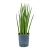 Sansevieria Cylindrica Spikes - HydroCare -Plants Sale Store Sansevieria cylindrica Spikes Hydroculture Indoor Plant