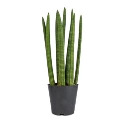 Sansevieria Cylindrica Straight - Cylindrical Snake Plant 19 Sansevieria Cylindrica Straight - Cylindrical Snake Plant -Plants Sale Store Sansevieria cylindrica Straight Cylindrical Snake Plant 12x40cm