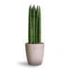 Sansevieria Cylindrica Straight - Cylindrical Snake Plant -Plants Sale Store Sansevieria cylindrica Straight Cylindrical Snake Plant 12x40cm Gerben Plant Pot Grey Washed 15x16cm 8c4568b0 1068 42a3 8e76 cff9291d01c7