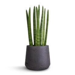 Sansevieria Cylindrica Straight - Cylindrical Snake Plant 18 Sansevieria Cylindrica Straight - Cylindrical Snake Plant -Plants Sale Store Sansevieria cylindrica Straight Cylindrical Snake Plant 12x40cm Patt Plant Pot Black Washed 17x14cm