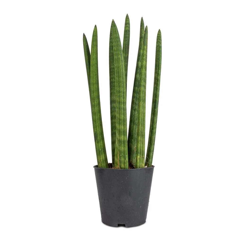 Sansevieria Cylindrica Straight - Cylindrical Snake Plant 8 Sansevieria Cylindrica Straight - Cylindrical Snake Plant - Image 6