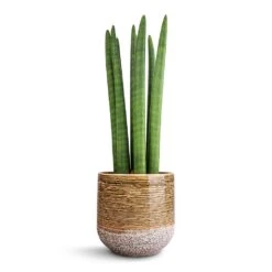 Sansevieria Cylindrica Straight - Cylindrical Snake Plant 17 Sansevieria Cylindrica Straight - Cylindrical Snake Plant -Plants Sale Store Sansevieria cylindrica Straight Cylindrical Snake Plant 15x50cm Issa Plant Pot Ochre 18x17cm