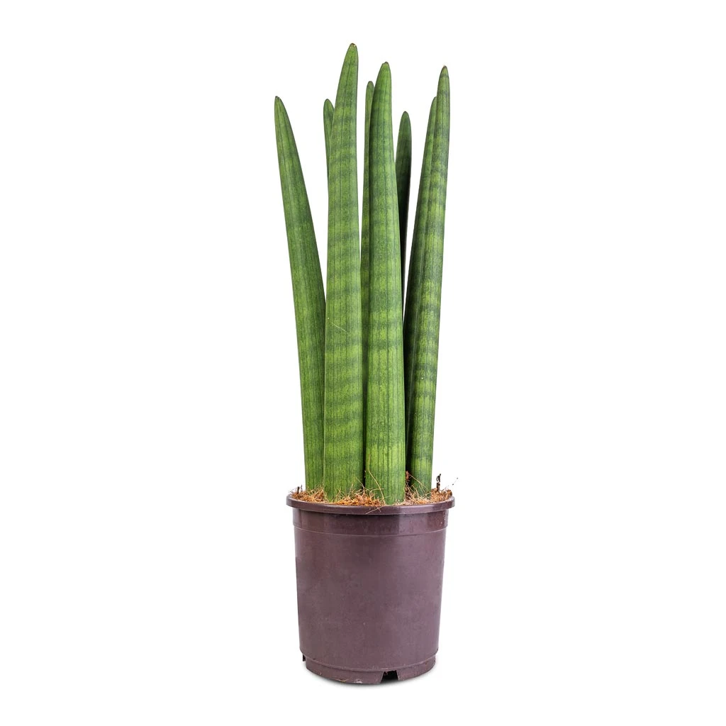 Sansevieria Cylindrica Straight - Cylindrical Snake Plant 10 Sansevieria Cylindrica Straight - Cylindrical Snake Plant - Image 8