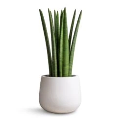 Sansevieria Cylindrica Straight - Cylindrical Snake Plant 20 Sansevieria Cylindrica Straight - Cylindrical Snake Plant -Plants Sale Store Sansevieria cylindrica Straight Cylindrical Snake Plant 17x60cm Kevan Essentials Plant Pot Matt White 25x22cm