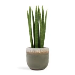 Tarra Plant Pot - Forest -Plants Sale Store Sansevieria cylindrica Straight Cylindrical Snake Plant 17x60cm Tarra Plant Pot Forest 23x20cm