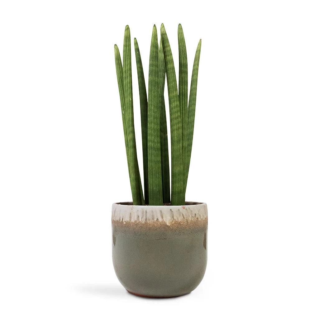 Sansevieria Cylindrica Straight - Cylindrical Snake Plant 13 Sansevieria Cylindrica Straight - Cylindrical Snake Plant - Image 11