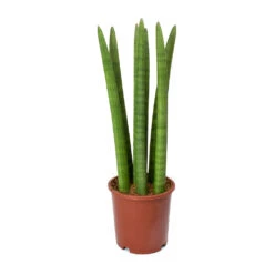 Sansevieria Cylindrica Straight - Cylindrical Snake Plant 16 Sansevieria Cylindrica Straight - Cylindrical Snake Plant -Plants Sale Store Sansevieria cylindrica Straight Cylindrical Snake Plant 45cm
