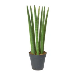 Sansevieria Cylindrica Straight - Cylindrical Snake Plant 23 Sansevieria Cylindrica Straight - Cylindrical Snake Plant -Plants Sale Store Sansevieria cylindrica Straight Cylindrical Snake Plant 60cm