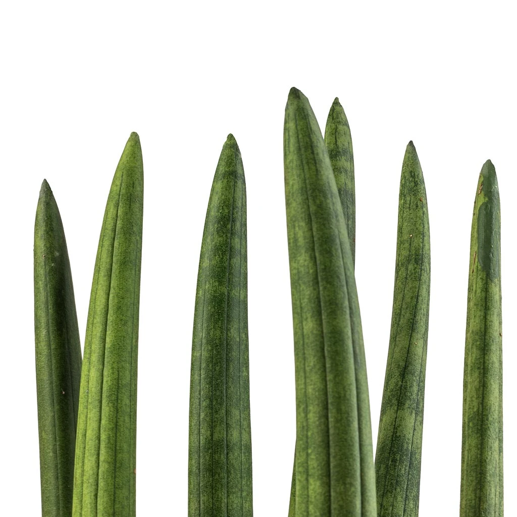 Sansevieria Cylindrica Straight - Cylindrical Snake Plant 4 Sansevieria Cylindrica Straight - Cylindrical Snake Plant - Image 2