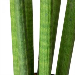 Sansevieria Cylindrica Straight - Cylindrical Snake Plant 22 Sansevieria Cylindrica Straight - Cylindrical Snake Plant -Plants Sale Store Sansevieria cylindrica Straight Cylindrical Snake Plant Stems