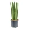 Sansevieria Cylindrica Straight - HydroCare -Plants Sale Store Sansevieria cylindrica Straight Hydroculture Indoor Plant Large