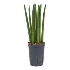 Sansevieria Cylindrica Straight - HydroCare -Plants Sale Store Sansevieria cylindrica Straight Hydroculture Indoor Plant Small
