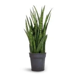 Sansevieria Kirkii - Star Sansevieria -Plants Sale Store Sansevieria kirki Star Sansevieria