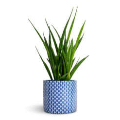 Sansevieria Kirkii - Star Sansevieria -Plants Sale Store Sansevieria kirkii Star Sansevieria 12x40cm Lazzaro Plant Pot Navy Garland 15x13cm fc570d02 9732 4868 a8d4 6f84751a545c