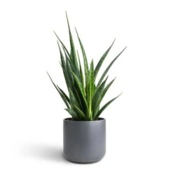 Sansevieria Kirkii - Star Sansevieria -Plants Sale Store Sansevieria kirkii Star Sansevieria 12x40cm Lisbon Plant Pot Charcoal 13x13cm