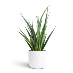 Sansevieria Kirkii - Star Sansevieria -Plants Sale Store Sansevieria kirkii Star Sansevieria 12x40cm Lisbon Plant Pot White 13x13cm