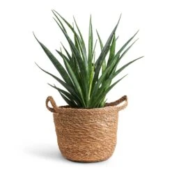 Sansevieria Kirkii - Star Sansevieria -Plants Sale Store Sansevieria kirkii Star Sansevieria 12x40cm Nelis Plant Basket Natural 16x16cm